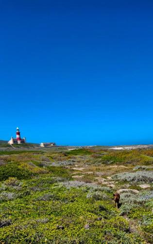 a dog in a field with a lighthouse in the background at Struispaleis in Struisbaai