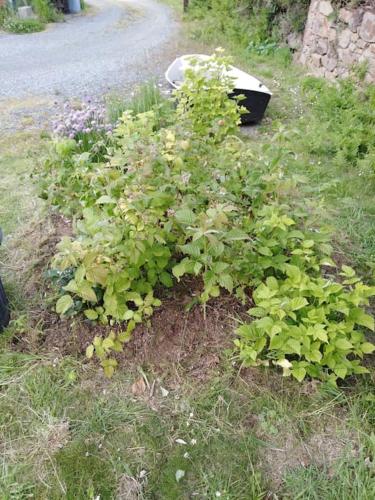 a bunch of plants on the side of a road at gite des Korrigans in Kerimel
