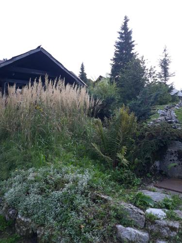 a garden with tall grass and weeds next to a house at Apartmani Gruzdovo in Delnice