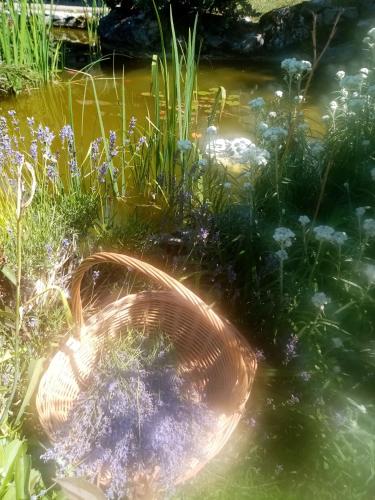 a pond with grass and flowers in the water at Apartmani Gruzdovo in Delnice