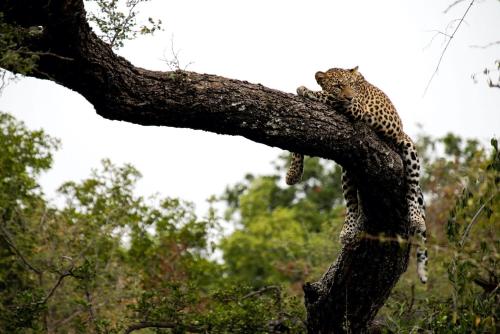 a leopard climbing up the top of a tree at Kapama Karula in Kapama Private Game Reserve