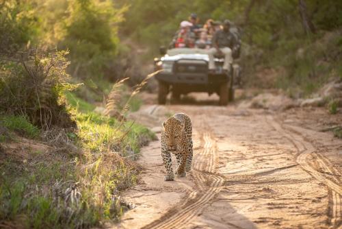 a leopard walking on a dirt road with a jeep at Kapama Southern Camp in Kapama Private Game Reserve