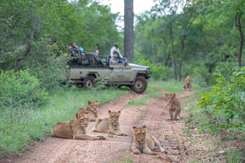 a group of lions laying on a dirt road at Kapama Southern Camp in Kapama Private Game Reserve