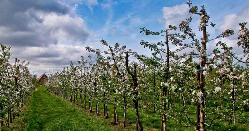 Eine Reihe von Apfelbäumen mit weißen Blumen darauf in der Unterkunft Apfelhof Wegener in Jork