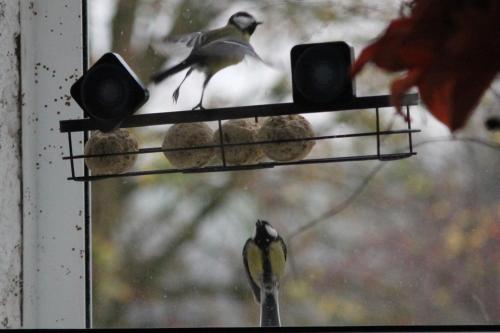 a bird is sitting on a bird feeder at 14-18 Somme Chambres in Beaucourt-sur-lʼAncre