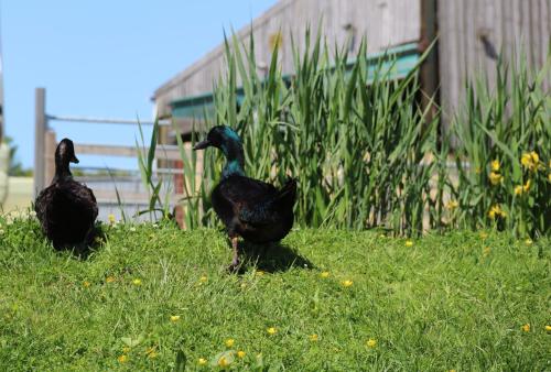 多切斯特的住宿－The Old Milking Parlour at Knapp Farm，两只鸟站在草地上