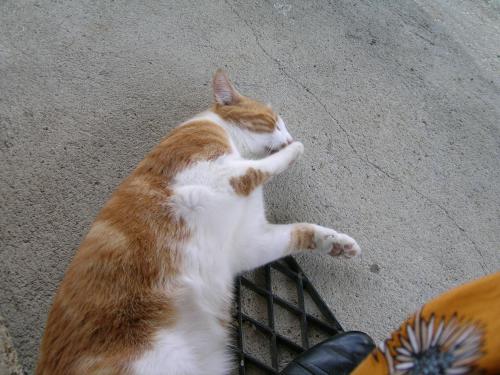 an orange and white cat laying on a metal grate at La Grange aux Roses in Tursac