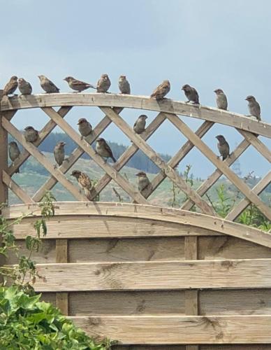 a group of birds sitting on top of a wooden fence at Woodend Cottage in Dumfries