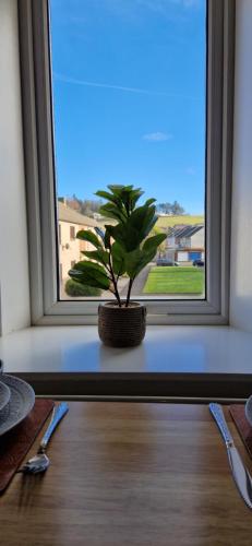 a plant sitting in front of a window at Mains Street Retreat in Lockerbie