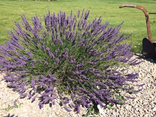 Photo de la galerie de l'établissement Luberon belle maison provençale climatisée avec piscine privée, à Cavaillon