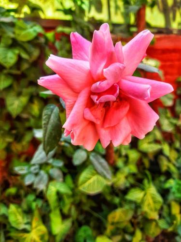 a pink flower in front of a green bush at Best Hostel in Kathmandu