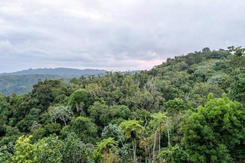 a forest of trees with mountains in the background at Cabin mountain view near Ponce slepts 8 in Ponce