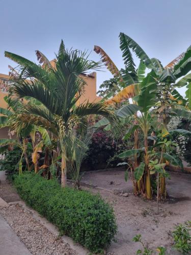 a bunch of palm trees in front of a building at AUBERGE LA PRALINE in Soukouta