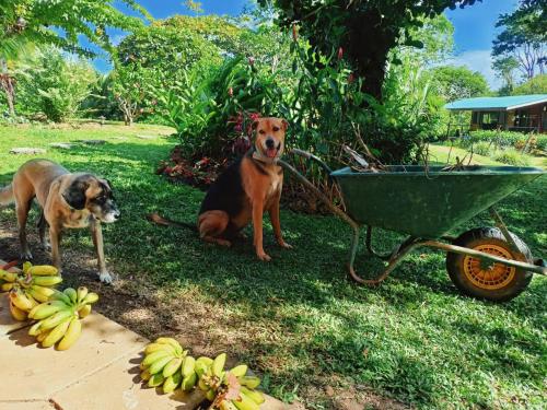two dogs sitting in the grass next to a wheelbarrow at El Caribeo in Bocas Town