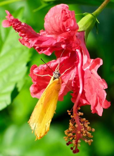a butterfly sitting on a red flower at El Caribeo in Bocas Town