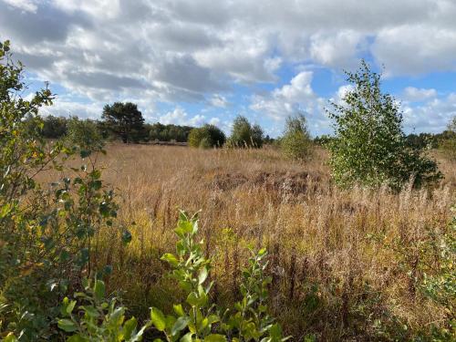 a field of tall grass with trees in the background at Louisiana in Anloo