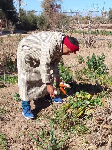 a man bending over to pick up carrots in a garden at Kasbah Dar Dmana in Skoura