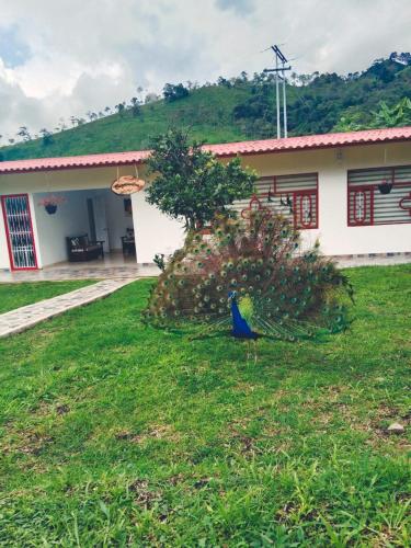 a blue bird sitting in the grass in front of a house at Hotel Cafetero Valparaíso in La Vega