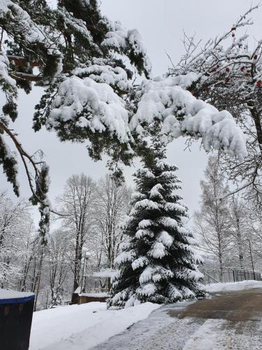 a snow covered pine tree in a park at Hotel Perfect in Yamna