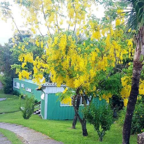a tree with yellow flowers on it in a yard at Vila Lia in São Sebastião