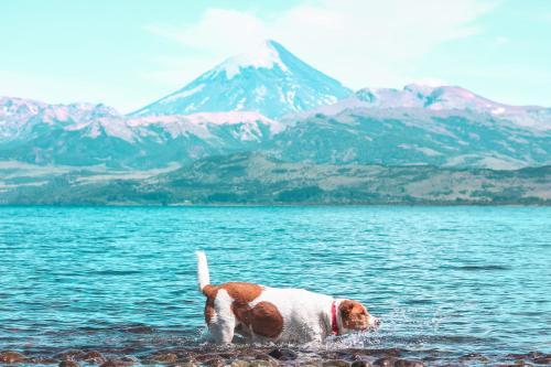 a dog standing in the water in front of a mountain at Cuatro Vientos Patagonia - Lago Huechulafquen in Junín de los Andes