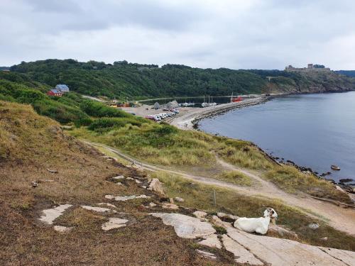 a sheep sitting on a hill next to a body of water at Pension Sandbogaard in Sandvig