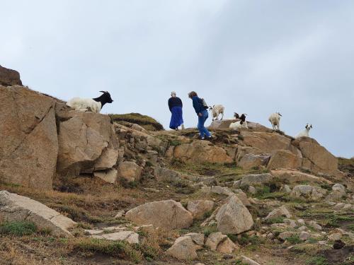 a group of people standing on a rocky hill with sheep at Pension Sandbogaard in Sandvig
