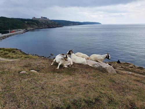 a group of goats sitting on a hill near the water at Pension Sandbogaard in Sandvig
