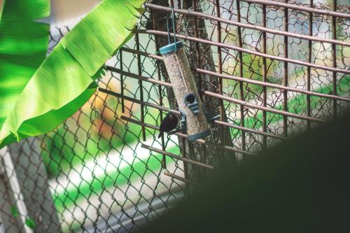 a bird is tied to a fence with a green leaf at Bélya in Le Vauclin