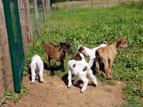 a group of baby goats standing next to a fence at Ferme des Petites Oreilles 4 étoiles in Montignac