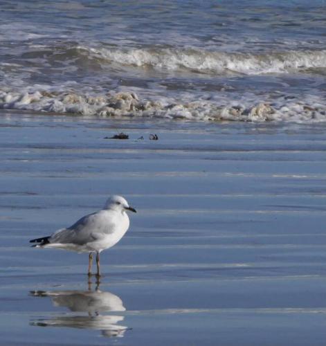 a bird standing on the beach near the water at The Beach House in Middleton
