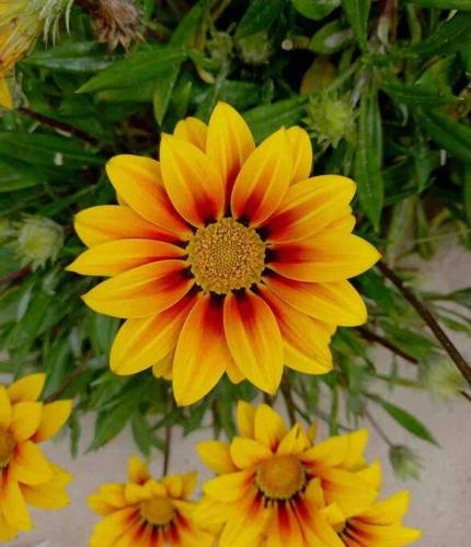 a yellow and orange flower in a group of yellow flowers at The Beach House in Middleton