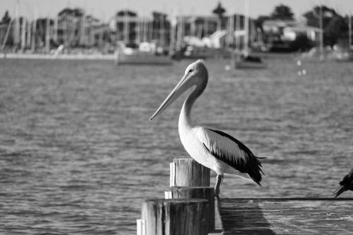 a bird standing on a dock near the water at The Beach House in Middleton
