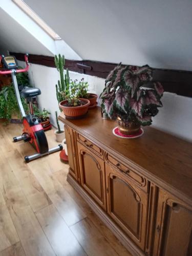 a room with potted plants on a wooden cabinet at Chalupa u dědy in Dlažkovice