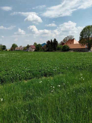 a field of green grass with white flowers in it at Chalupa u dědy in Dlažkovice