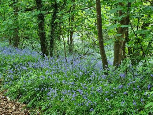 a field of blue flowers in the woods at Deer Vue in Exeter