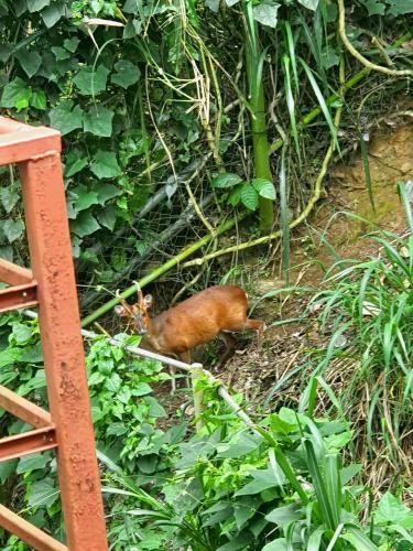 a small animal is standing in the grass at Nature Walk Resort in Kandy