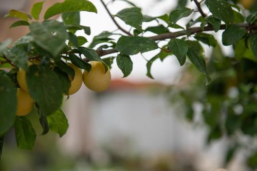 a bunch of fruit on a tree branch at Agrikia tis Vasilikis in Ormília