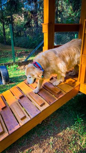 a dog standing on top of a wooden ramp at Pousada O Cantinho da Raposa in Monte Verde