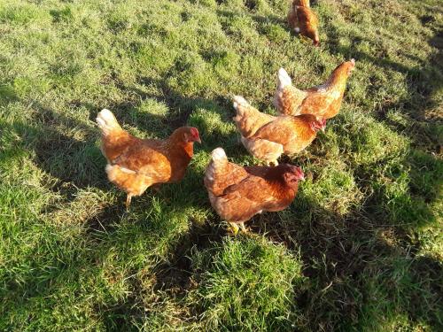 a group of chickens standing in the grass at Sharlands Farm Bed and Breakfast in Bude