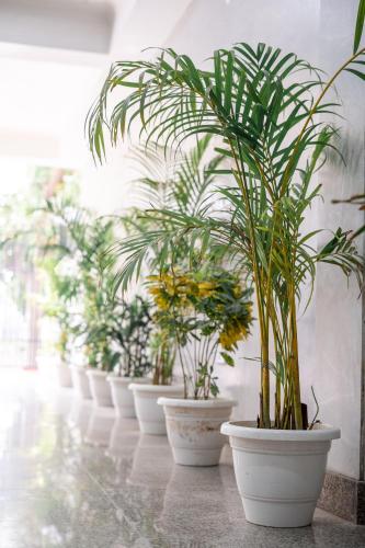 a row of potted plants lined up against a wall at The Lodgers 1 BHK Serviced Apartment Golf Course Road Gurgaon in Gurgaon