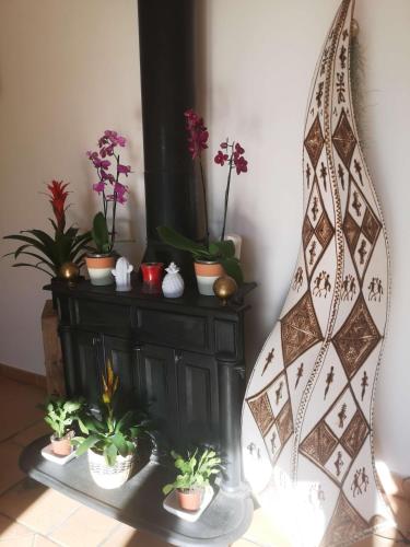 a group of potted plants sitting on a table at Chez TATA in Régusse