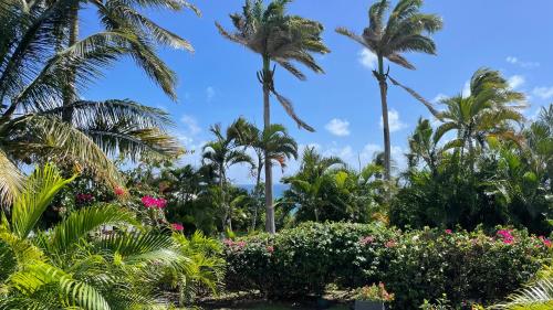 a tropical garden with palm trees and flowers at Résidence Cocody in Sainte-Anne