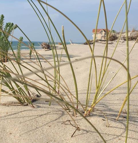 Photo de la galerie de l'établissement Agréable appartement en plein centre ville, à Biscarrosse