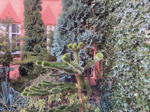 drzewo przed ścianą roślin w obiekcie Pokój Miejski w Zielonej Górze