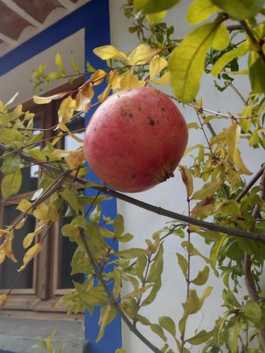 a red apple hanging on a tree branch at Casas de Campo do Castro da Cola in Marchicão