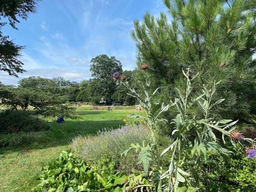 a garden with a pine tree in a field at Stylish Apartment in Leafy Ealing in Ealing