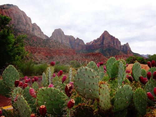 a group of cacti in front of the mountains at Cactus Rose Villa with 2 Pools 2 Spas Gym in Washington