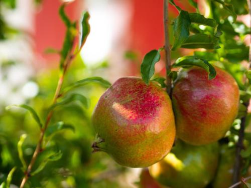two apples hanging on a tree branch at Euphoria Country House in Agios Ioannis