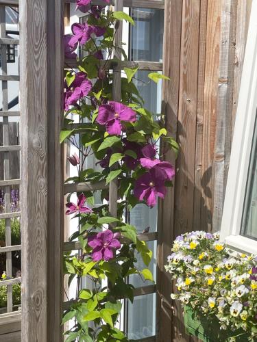 a plant with purple flowers is growing on a ladder at Courtyard Bothy in Grantown on Spey